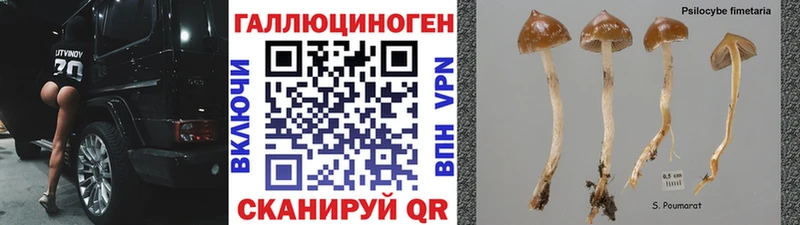 купить наркотик  Новохопёрск  мориарти какой сайт  Галлюциногенные грибы Cubensis 